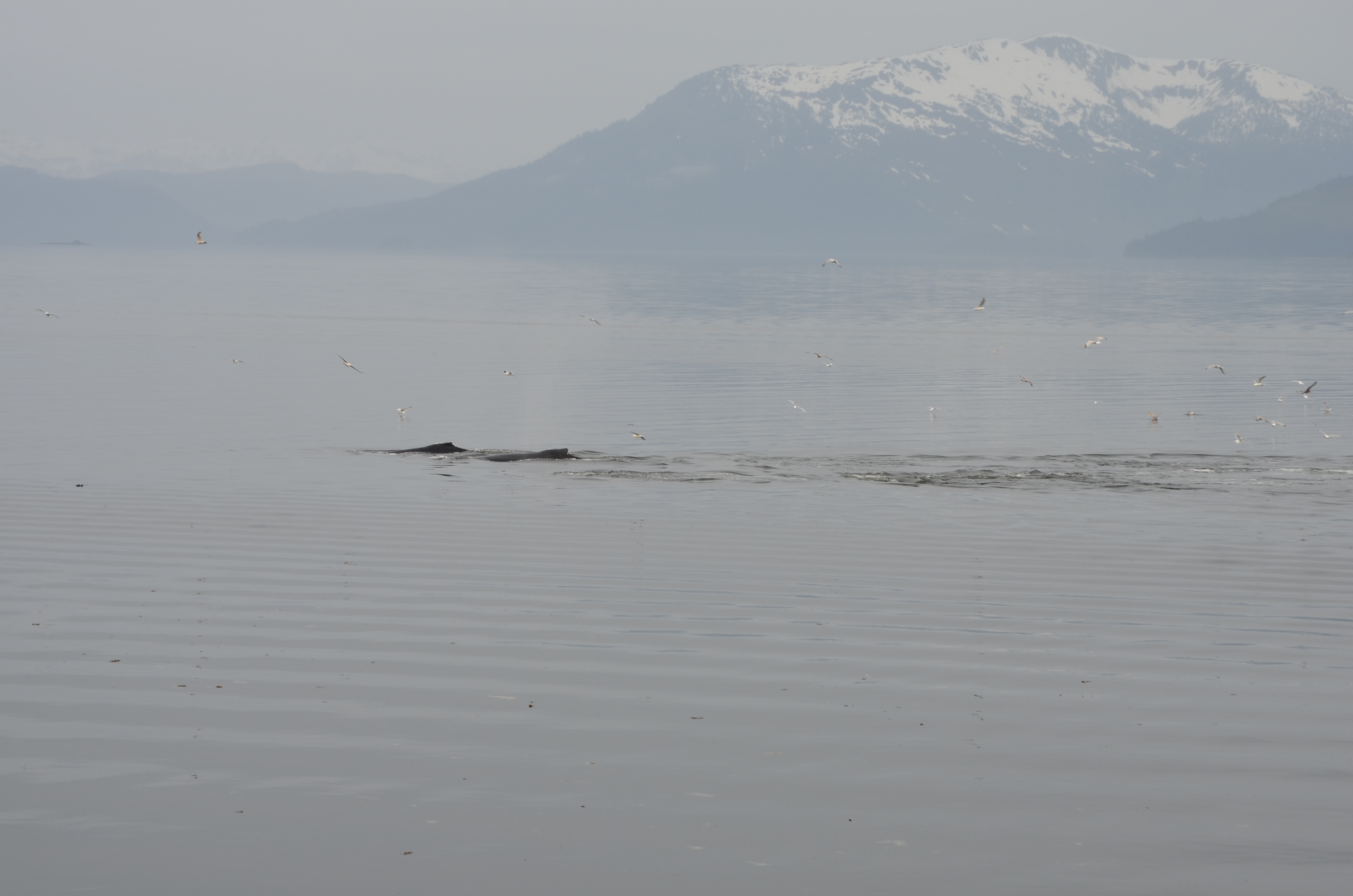 ./2017/08 - Alaska Cruise/10 - Icy Strait Point/DSC_0213.JPG